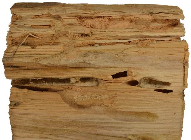 aaa Kréta borovice.JPG